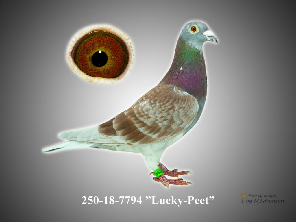 Avlsdue Lucky-Peet